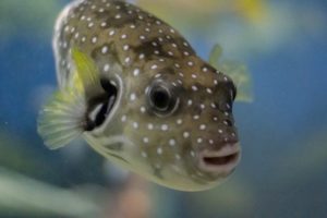 ふぐちりで旬の食材を味わう?!寒い時期にぴったりの鍋料理