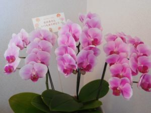 母の日に胡蝶蘭がおすすめな理由は?豪華な贈り物はいかがですか?