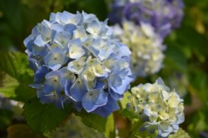 母の日に紫陽花を贈る意味、花言葉やおすすめ品種もご紹介！