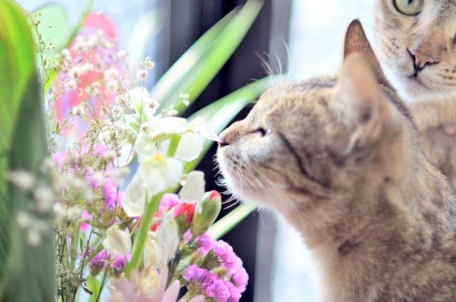 花の香りをかぐネコ