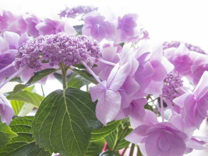 薄紫色の紫陽花