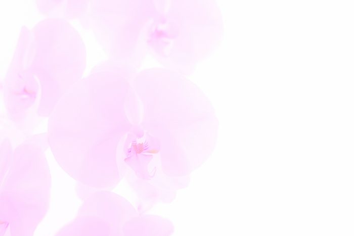 薄ピンクの胡蝶蘭
